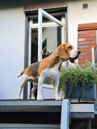 Paul, der Beagle
