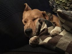 Cooper prefers to sleep