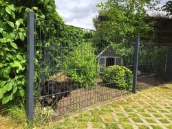 Fenced garden