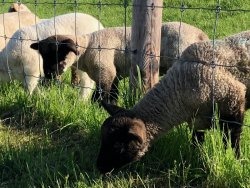 Schafe am Vareler Deich