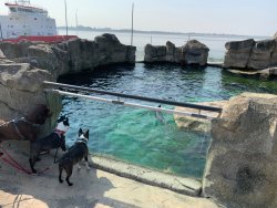 Hunde, die auf Wasser starren, Part 2