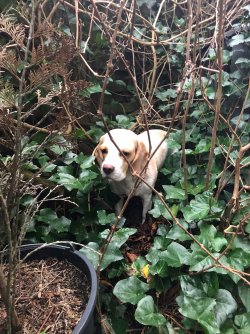 Lola, die sich im Garten versteckt