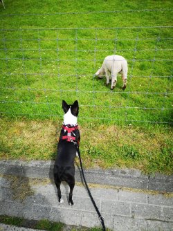 Hunde, die auf Schafe starren